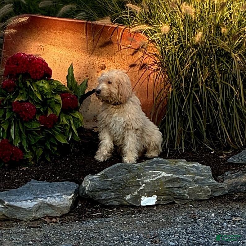 Mini Goldendoodle dogs for sale: Harris - Ad 2