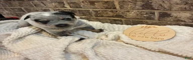 Australian Cattle Dog blue female 1