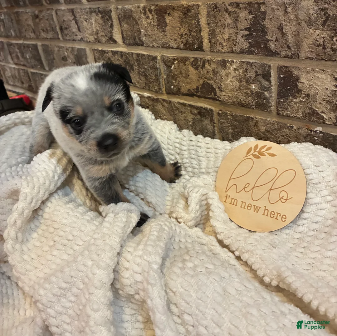 Australian Cattle Dog dogs for sale: Australian Cattle Dog blue female 1 - Ad 1