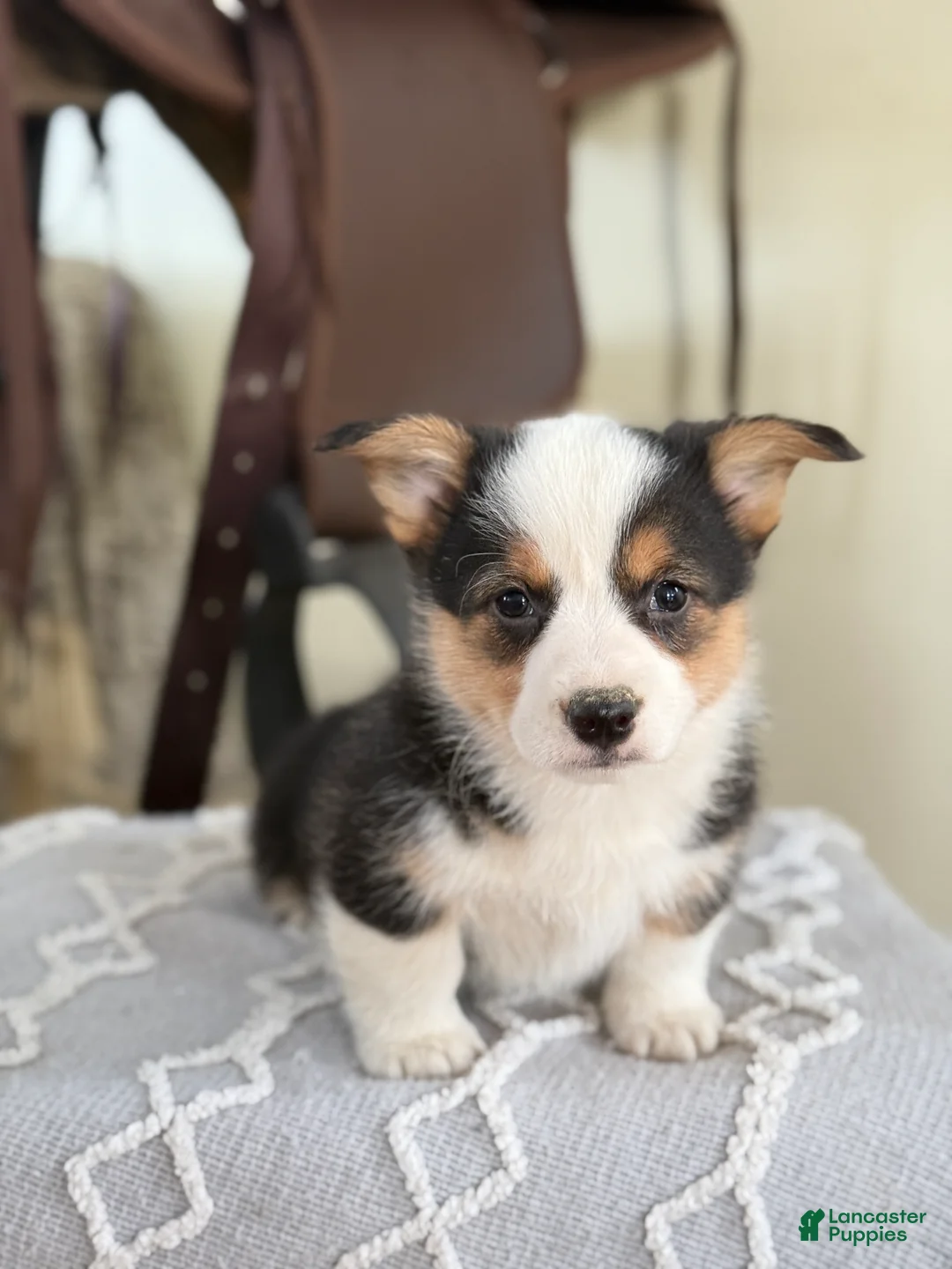 Welsh Corgi Pembroke dogs for sale: Floyd - Ad 5