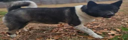 Akita dogs for sale: Bella  - Ad 5