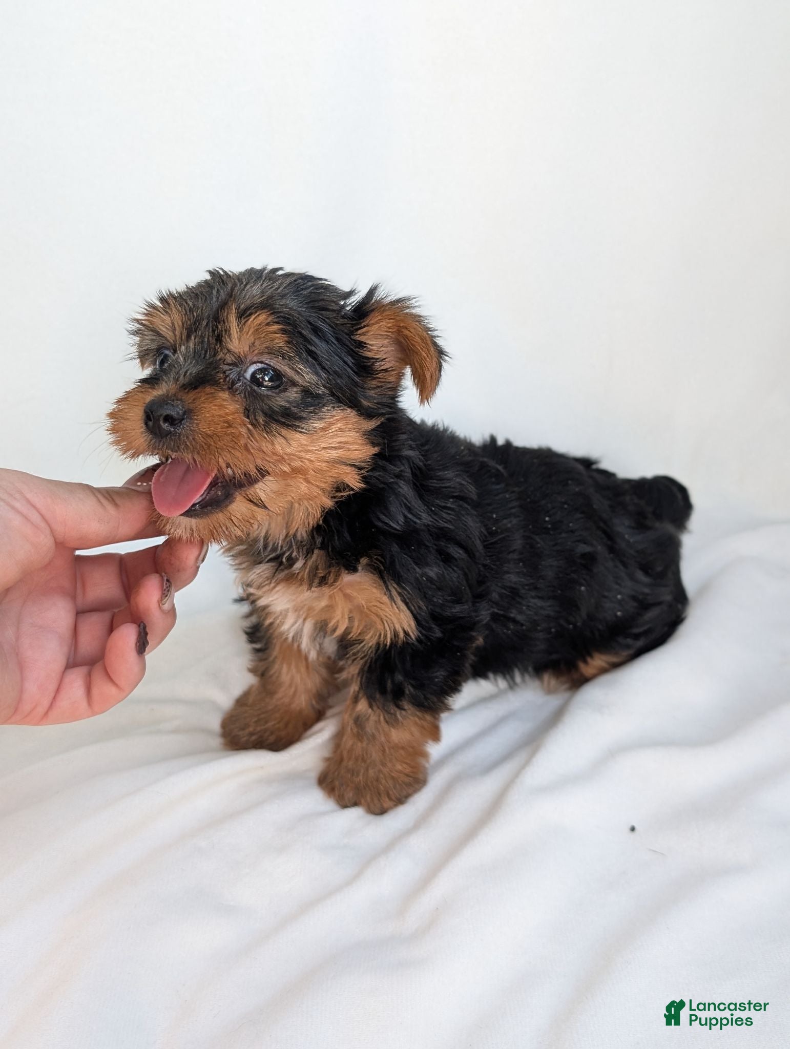 Yorkshire Terrier dogs Cooper  - Ad 2