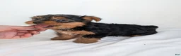 Yorkshire Terrier dogs for sale: Cooper  - Ad 2