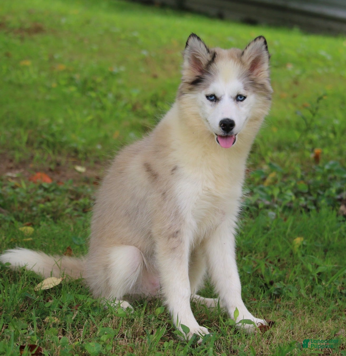 Pomsky dogs Marshmellow - Ad 2