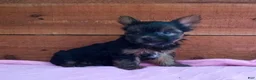 Yorkshire Terrier dogs for sale: Roxy  - Ad 3