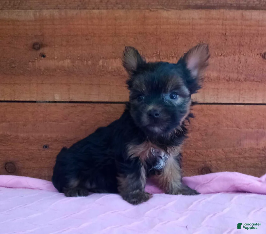 Yorkshire Terrier dogs for sale: Roxy  - Ad 3