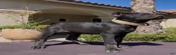 Cane Corso dogs for sale: Cane Corso 2 - Ad 5