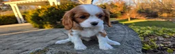 Cavalier King Charles Spaniel dogs for sale: Val - Ad 10
