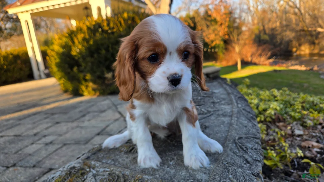 Cavalier King Charles Spaniel dogs for sale: Val - Ad 10
