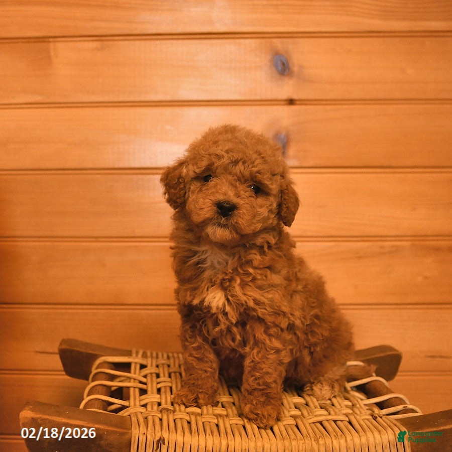 Mini Goldendoodle dogs Misty  - Ad 1