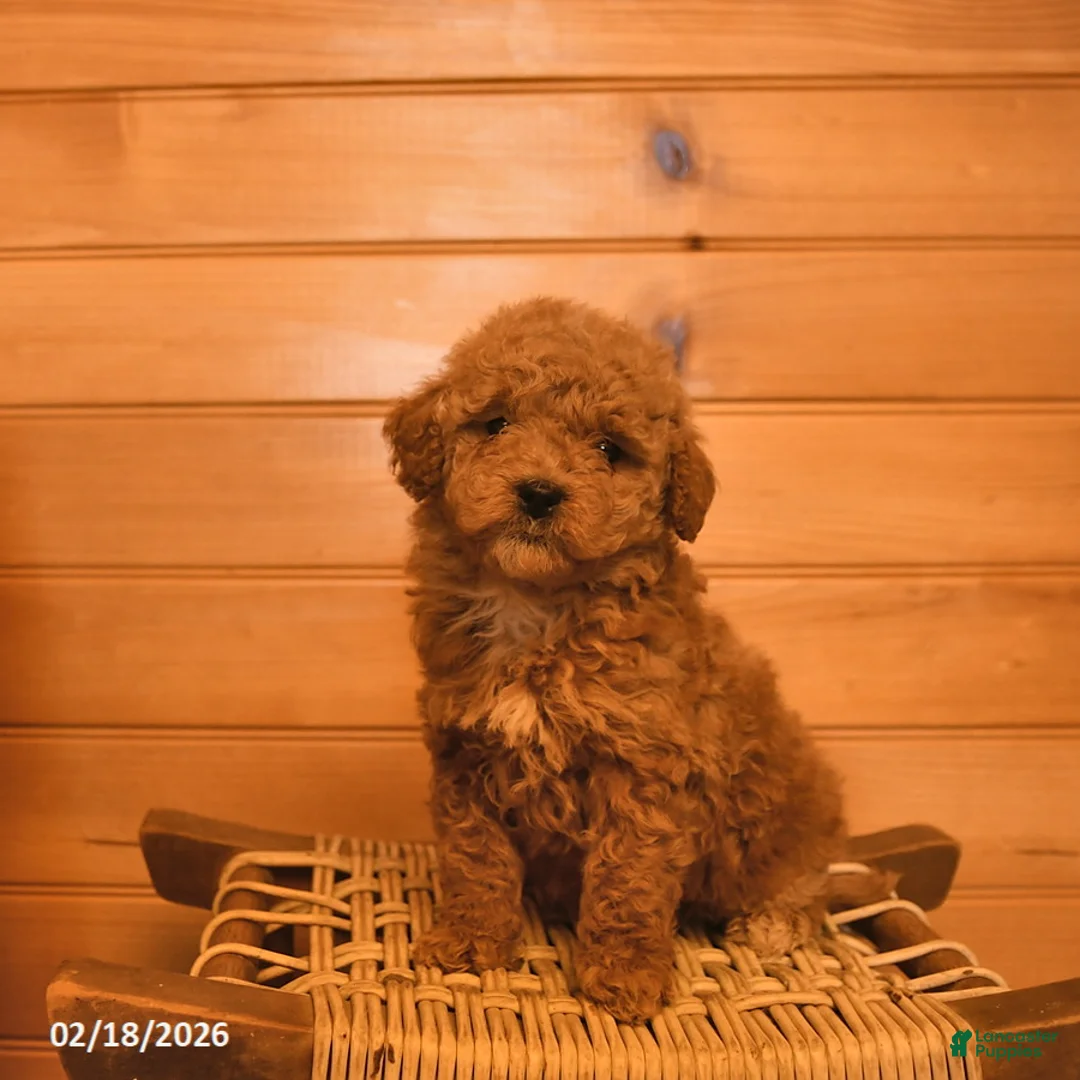 Mini Goldendoodle dogs for sale: Misty  - Ad 1