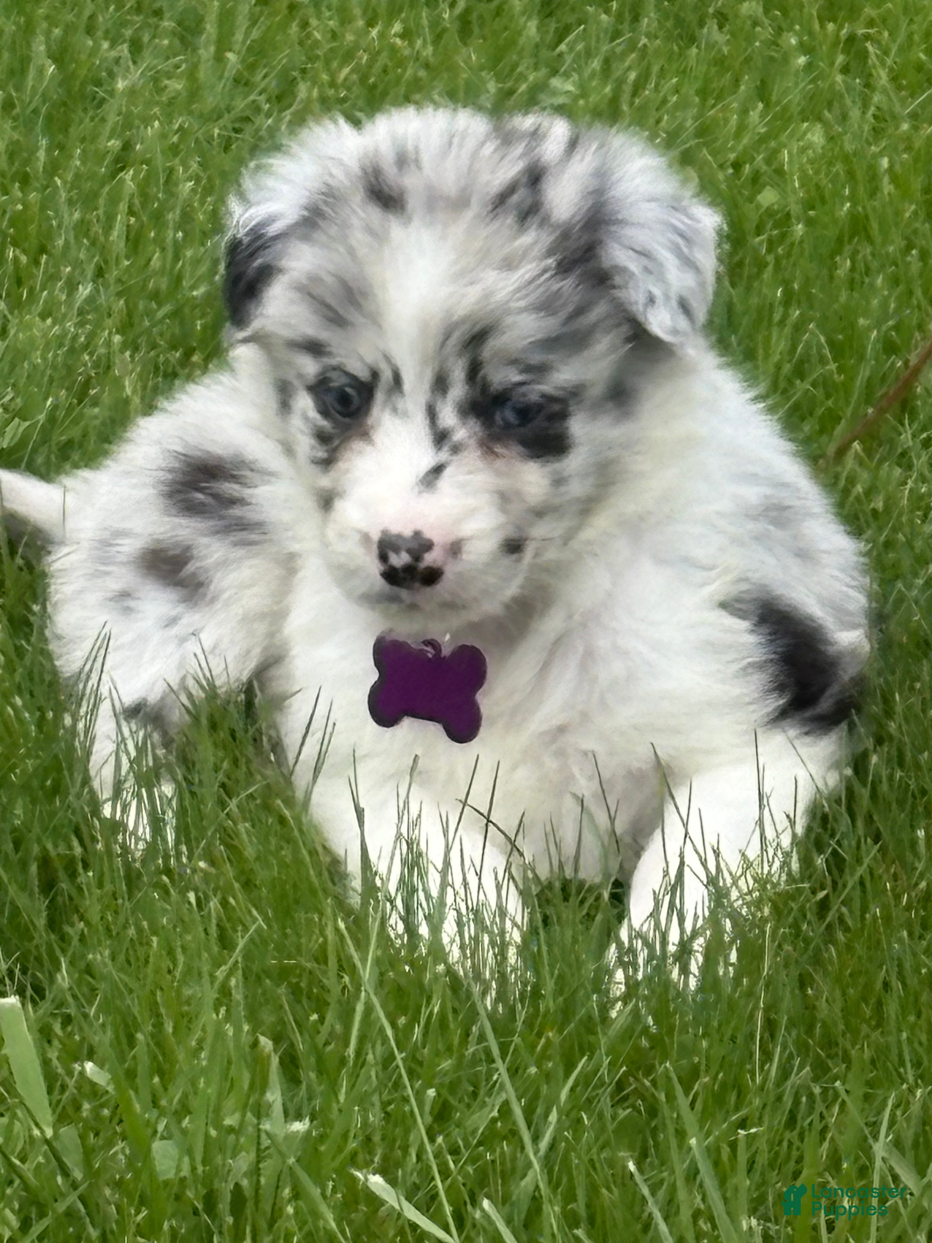 Border Collie dogs Pork Chop - Ad 1