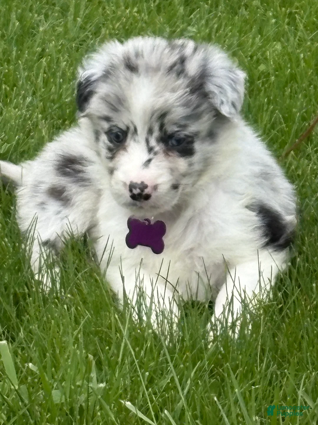 Border Collie dogs for sale: Pork Chop - Ad 1