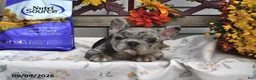 French Bulldog dogs for sale: Winnie - Ad 3