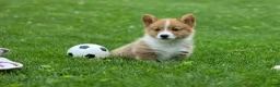 Welsh Corgi Pembroke dogs for sale: Legend  - Ad 4