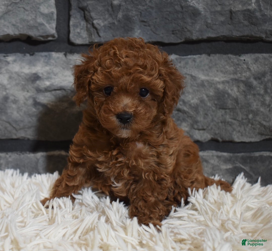 Toy Poodle dogs for sale: Coco - Ad 2