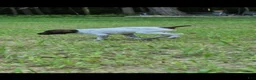 German Shorthaired Pointer dogs for sale: German Shorthaired Pointer 1 - Ad 5