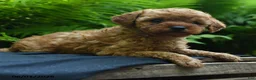 Yorkiepoo dogs for sale: Glow - Ad 3