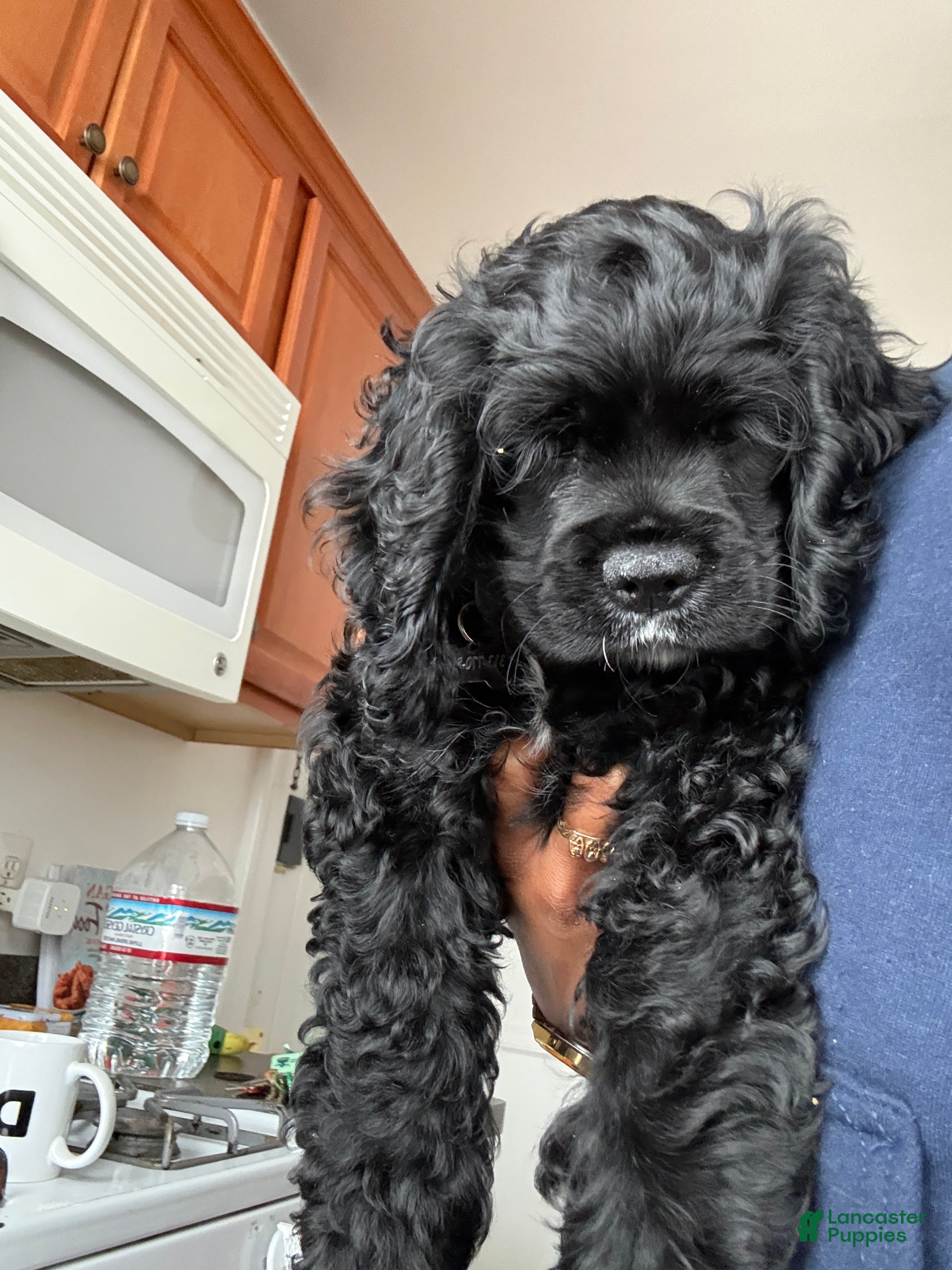 Cocker Spaniel dogs Cocker Spaniel Puppy 1 - Ad 1