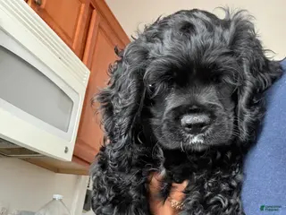 Cocker Spaniel dogs Cocker Spaniel Puppy 1 - Ad 40