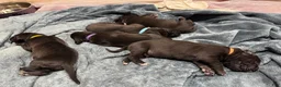 Great Dane dogs for sale: Tobie - Ad 7