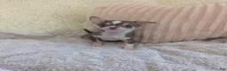 Chihuahua dogs for sale: Tiny  - Ad 1