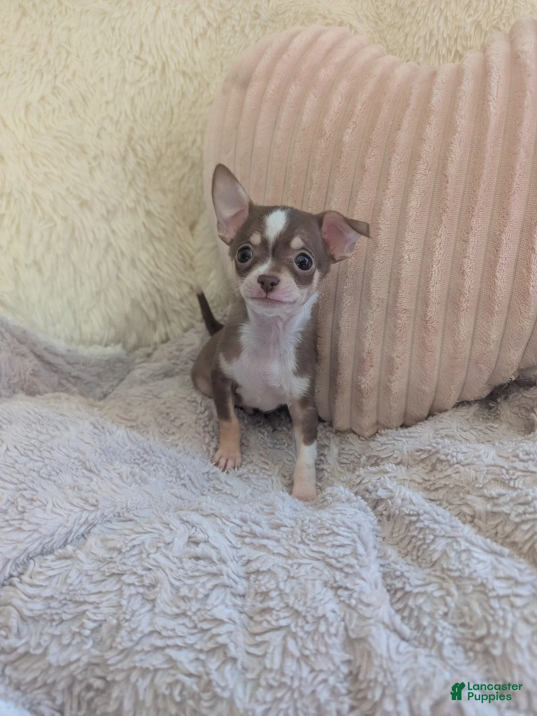 Chihuahua dogs for sale: Tiny  - Ad 1