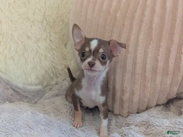 Chihuahua dogs for sale: Tiny - Ad 1