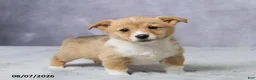 Welsh Corgi Pembroke dogs for sale: Abby - Ad 1