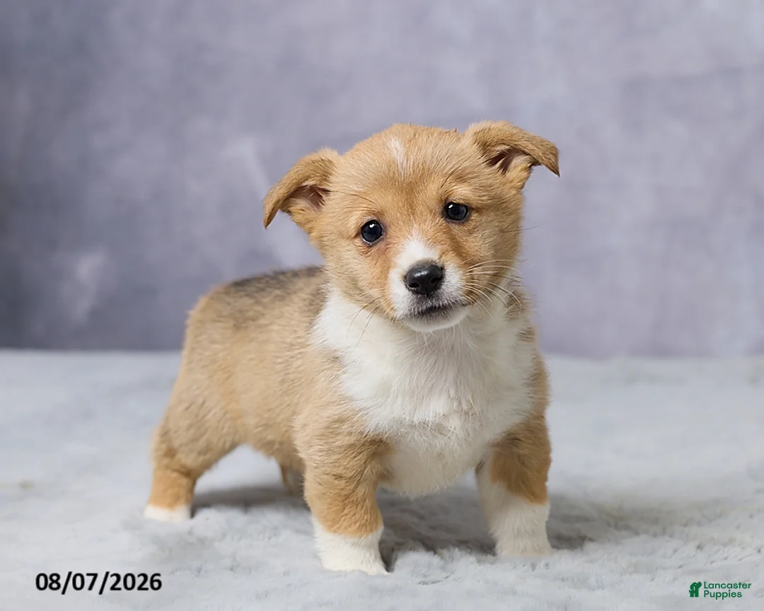 Welsh Corgi Pembroke dogs for sale: Abby - Ad 1