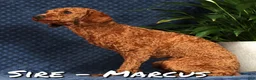 Havapoo dogs for sale: Debbie - Ad 10
