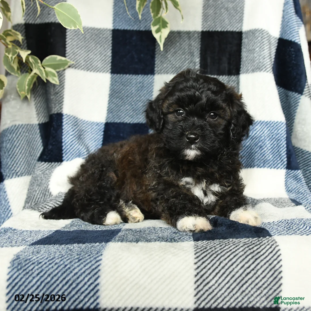 Mixed Breed dogs for sale: Willow - Ad 3