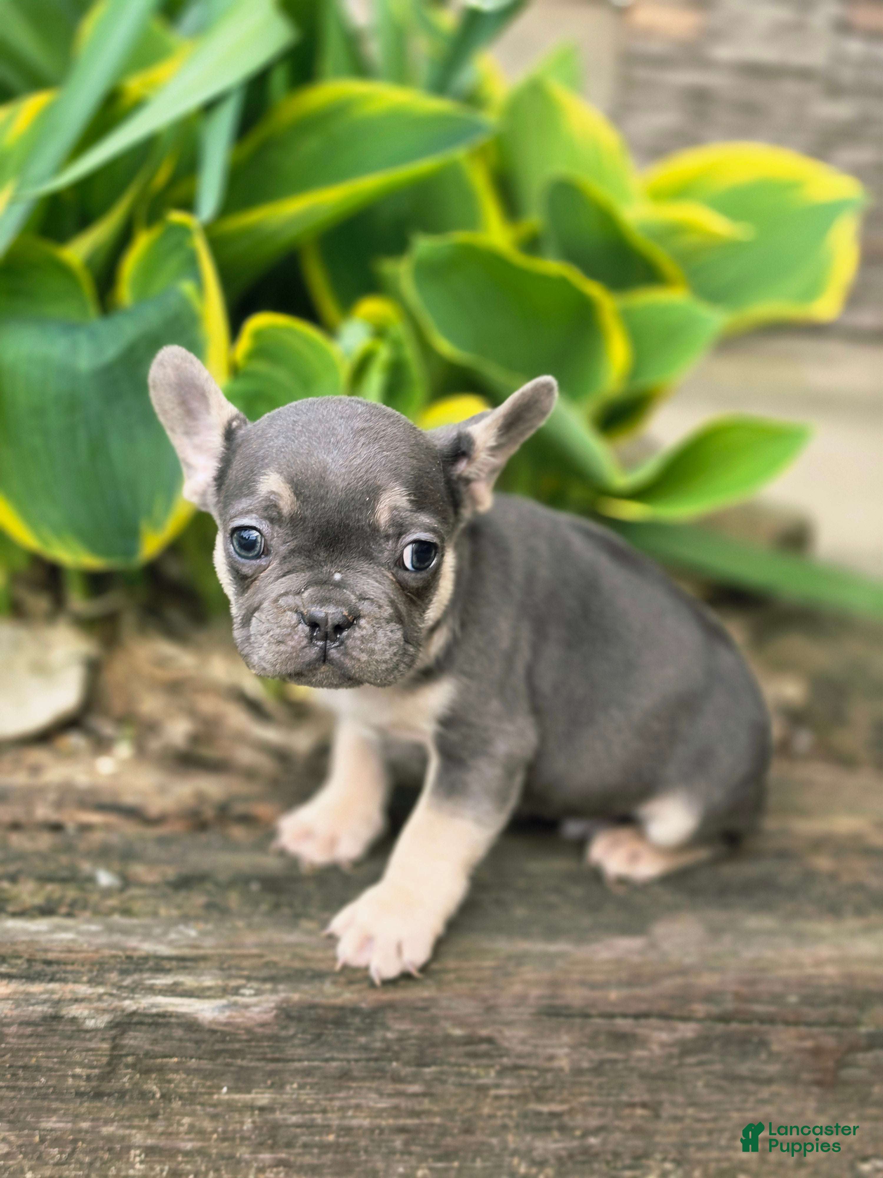 French Bulldog dogs Murphy - Ad 1