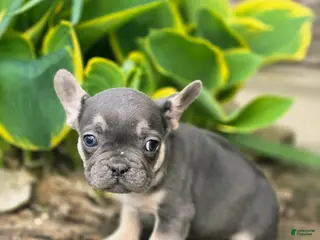 French Bulldog dogs for sale: Murphy - Ad 1