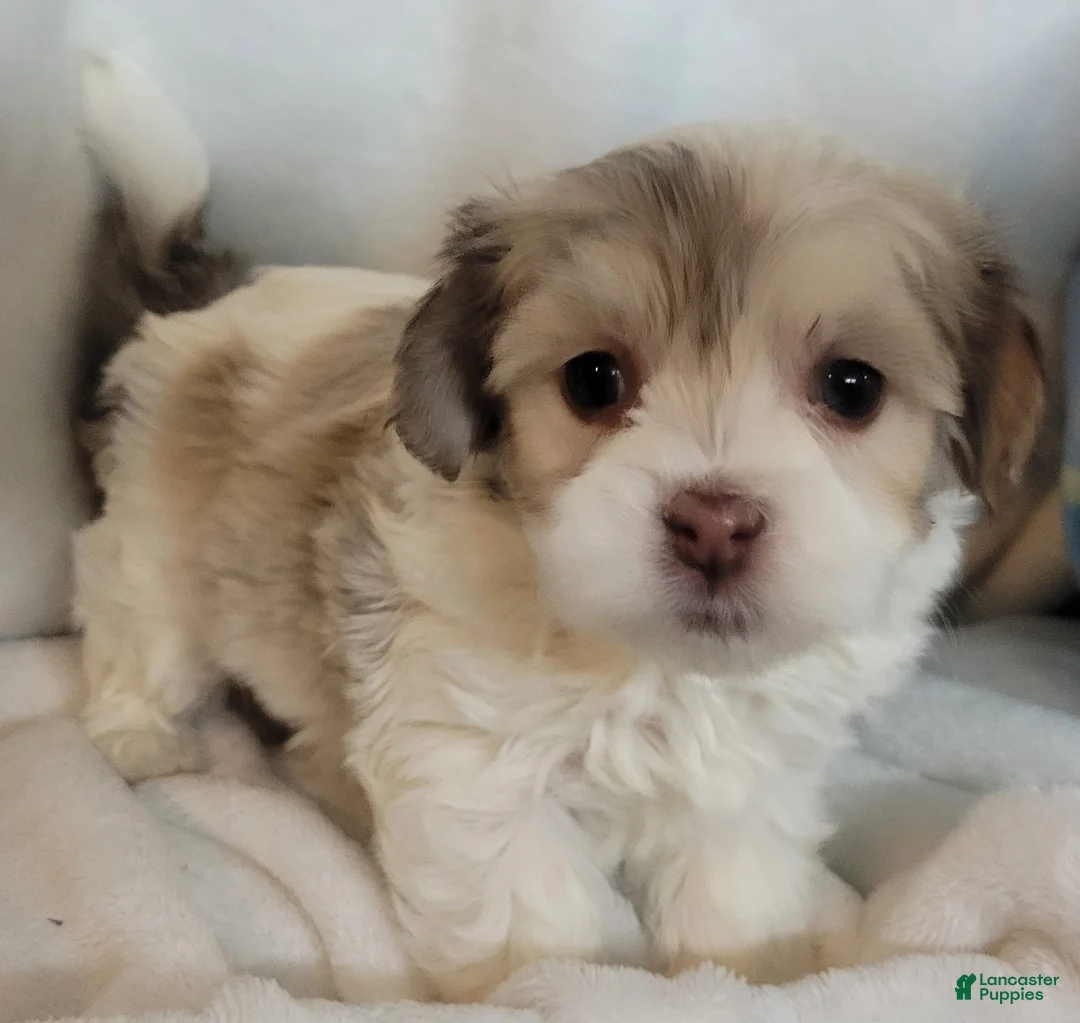 Mixed Breed dogs for sale:  5 cassie - Ad 5