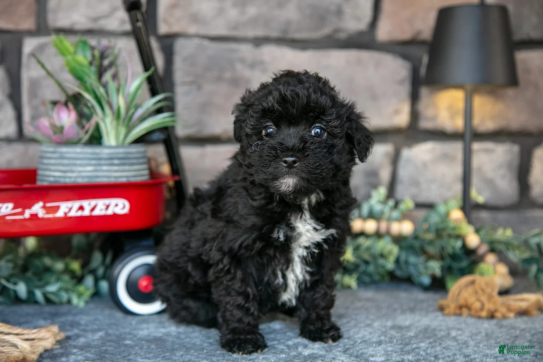 Havapoo dogs for sale: Travis - Ad 1