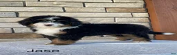 Mini Bernedoodle dogs for sale: Jase - Ad 3