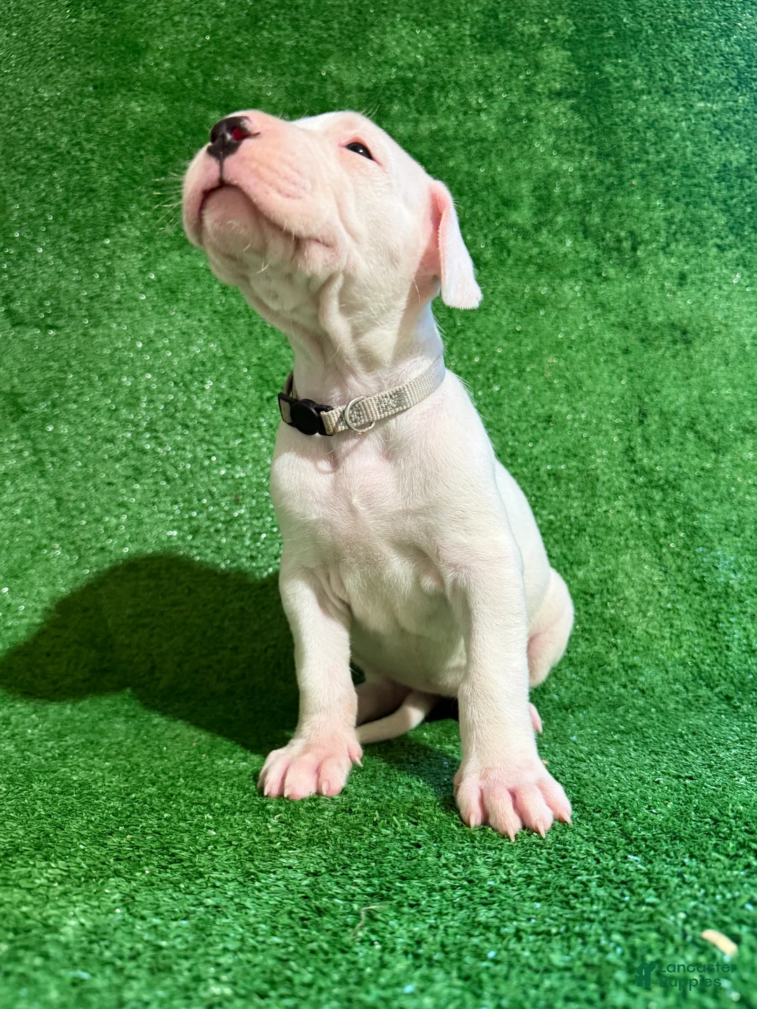 Dogo Argentino dogs for sale: Silver female - Ad 1