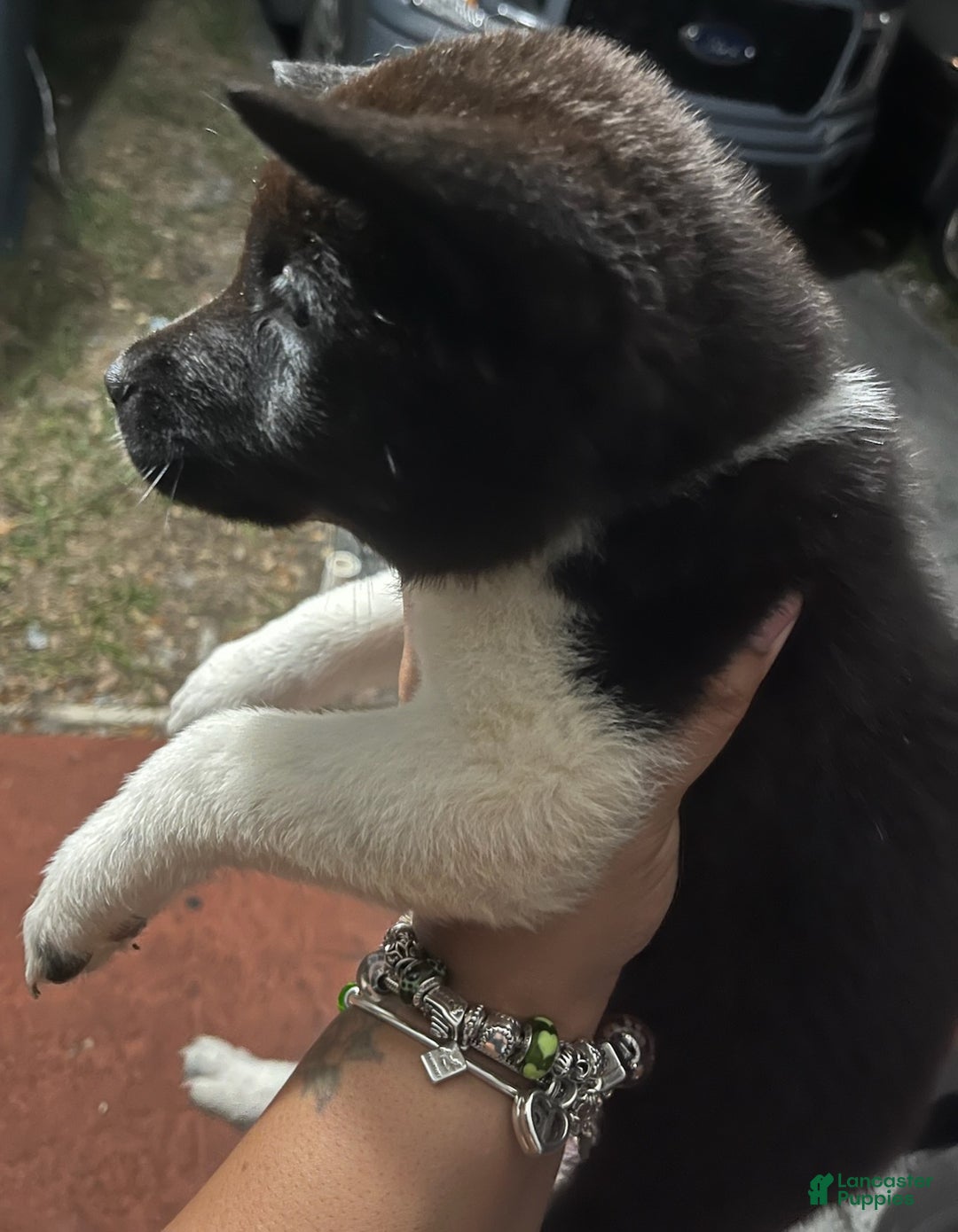 Akita dogs for sale: Akita Puppy 1 - Ad 5