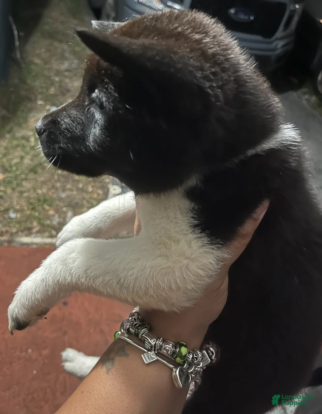Akita dogs for sale: Akita Puppy 3 - Ad 5