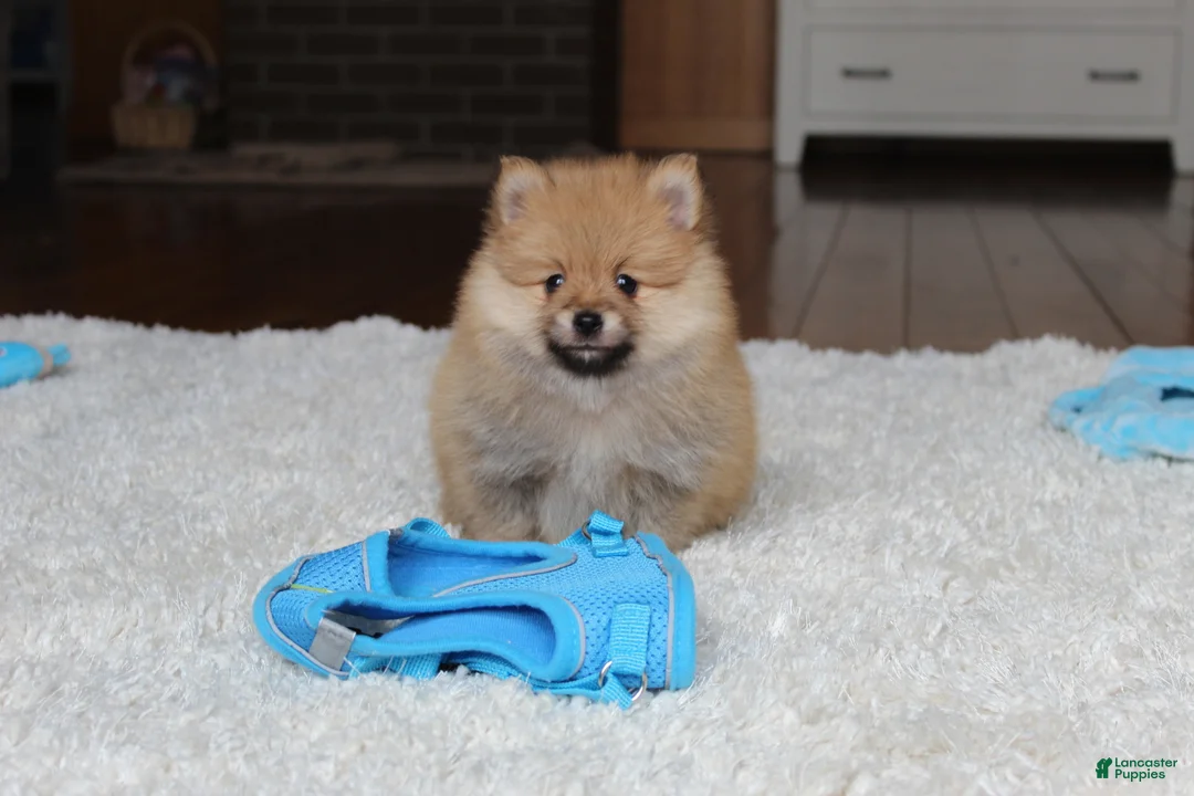 Pomeranian dogs for sale: Kody - Ad 7
