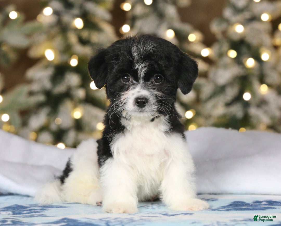 Teddy Bear dogs for sale: Noelle - Ad 52