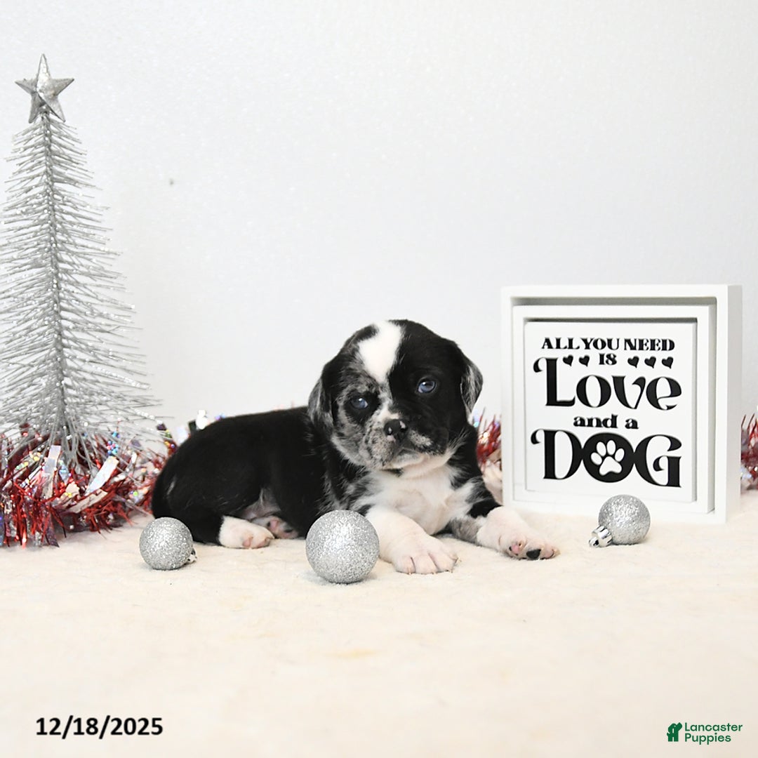 Puggle dogs for sale: Ginny - Ad 2