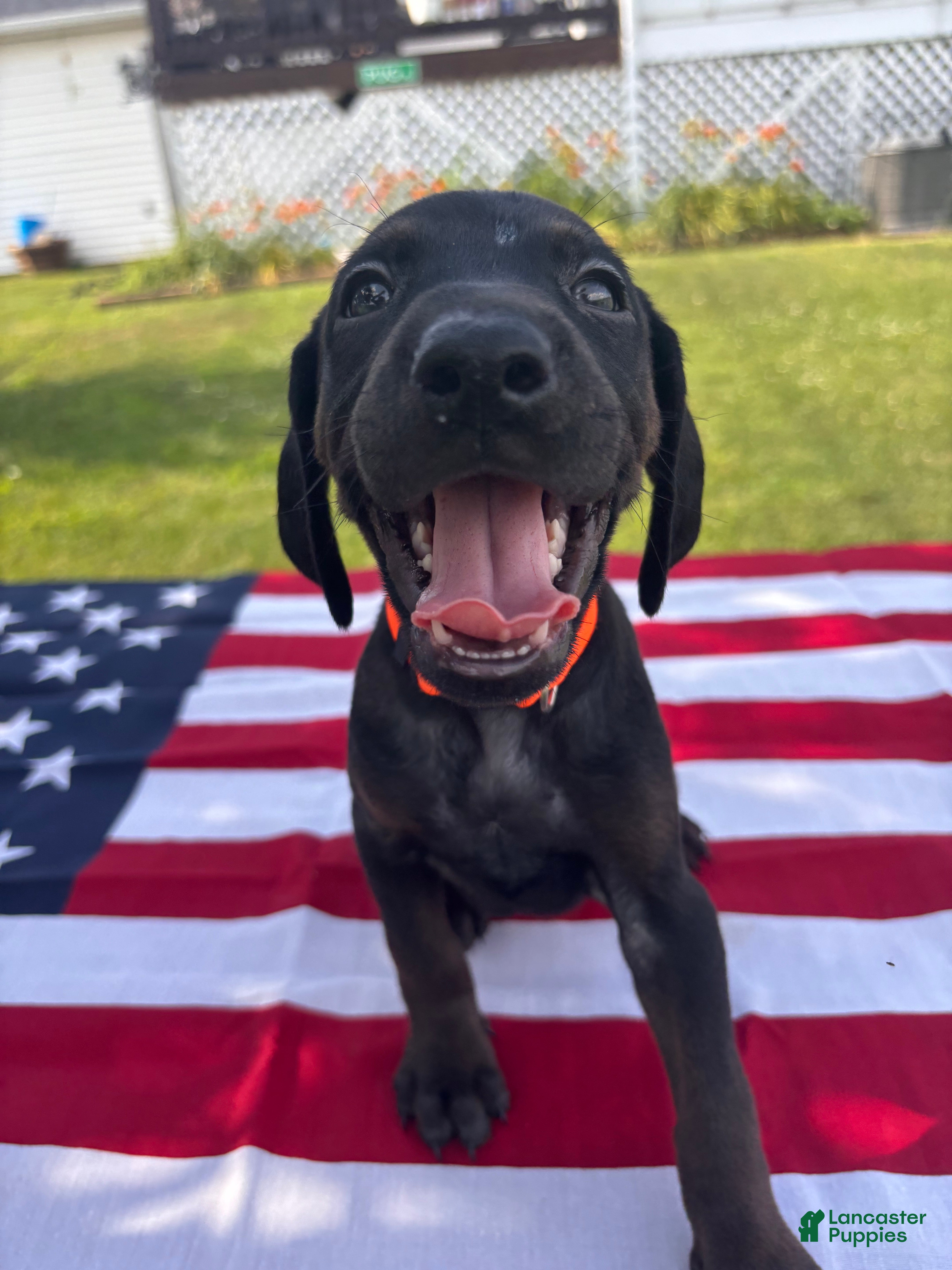Mixed Breed dogs Slade - Ad 13
