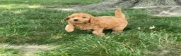 Mini Goldendoodle dogs for sale: Molly Mini Goldendoodle  - Ad 3