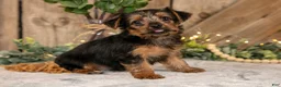 Yorkshire Terrier dogs for sale: Dudley - Ad 1