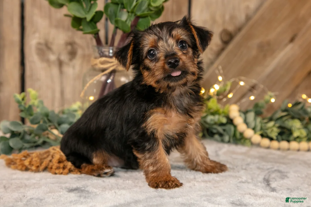 Yorkshire Terrier dogs for sale: Dudley - Ad 1
