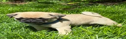 Pug dogs for sale: Toby - Ad 7
