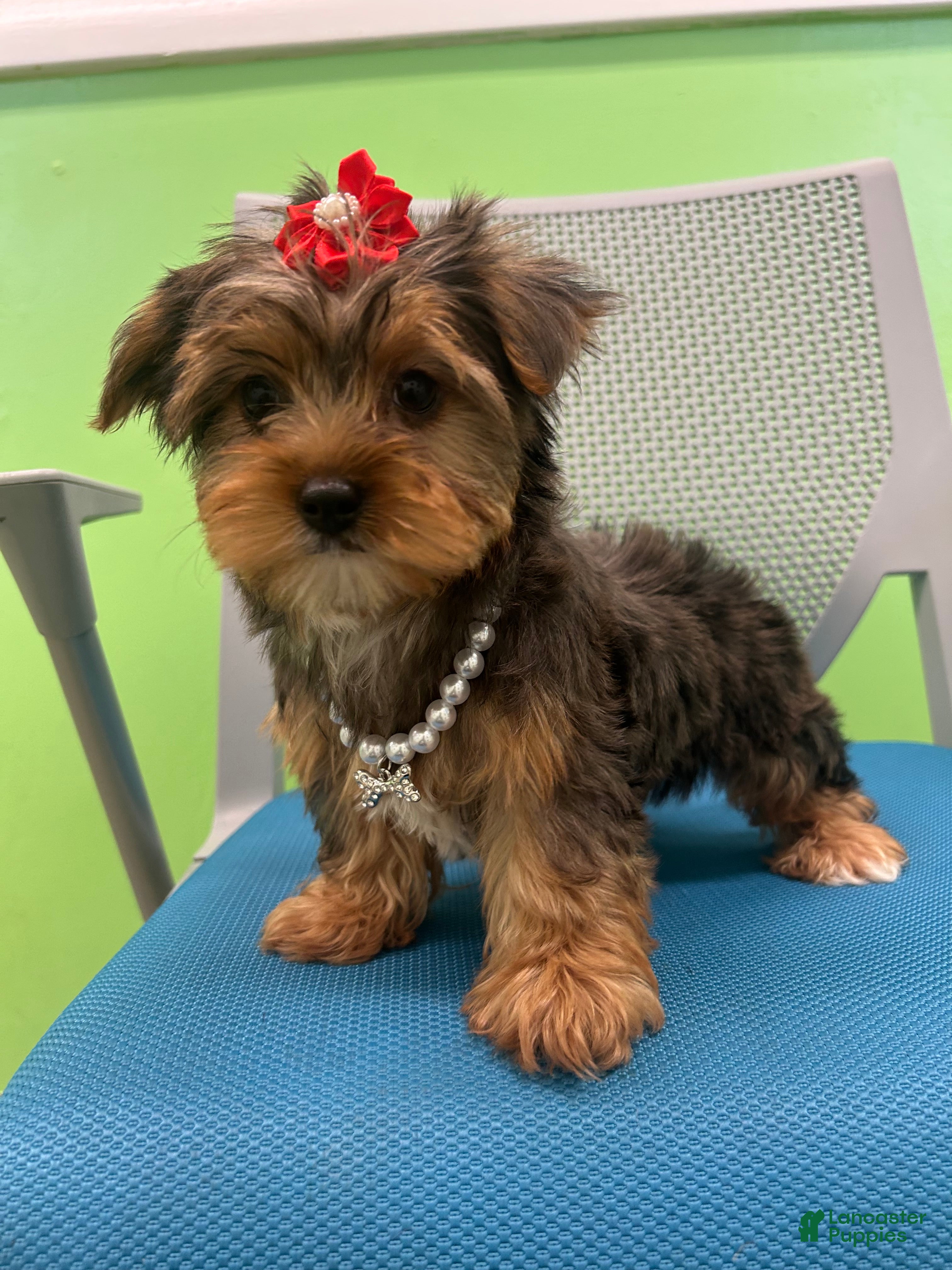 Yorkshire Terrier dogs Yorkshire Terrier Puppy 5 - Ad 3