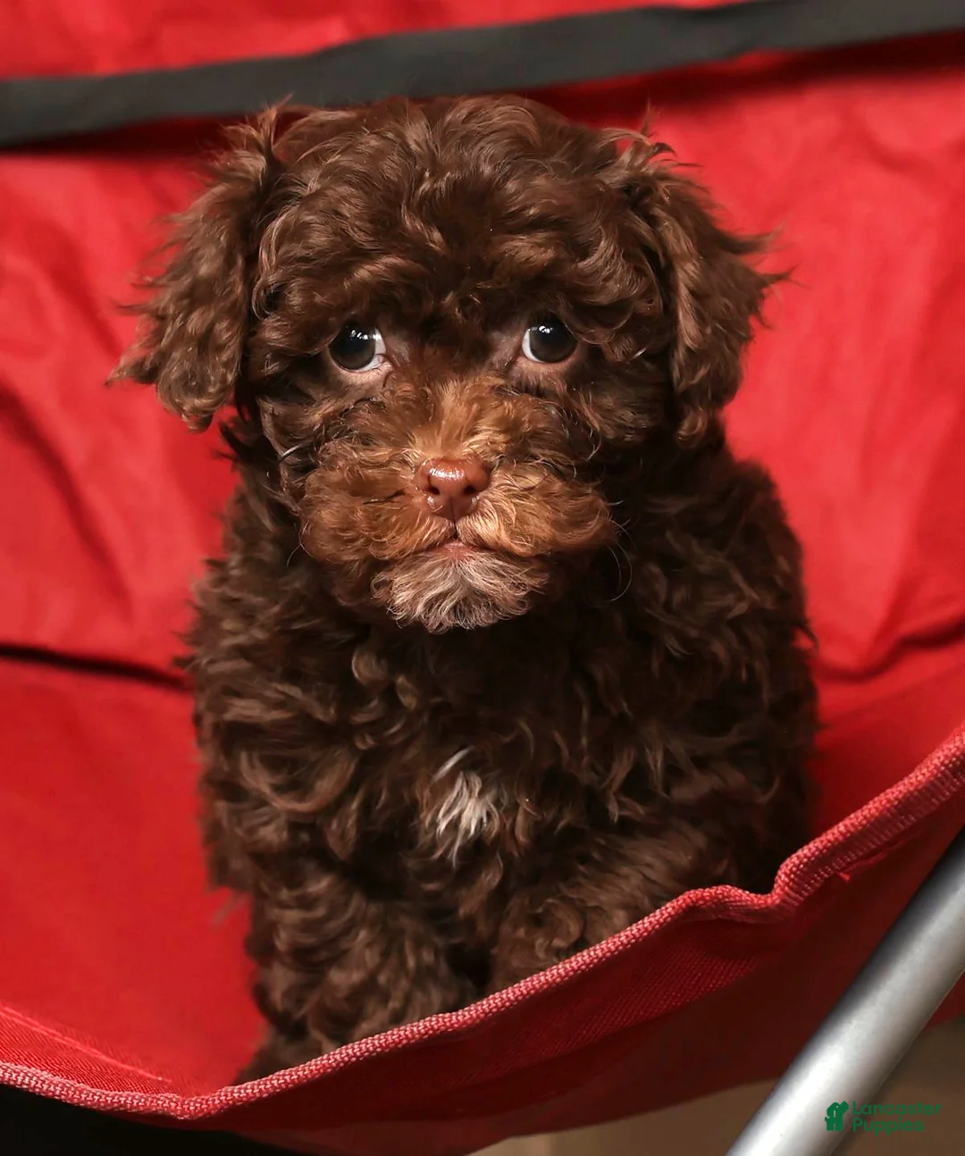 Havapoo dogs for sale: Sasha - Ad 6